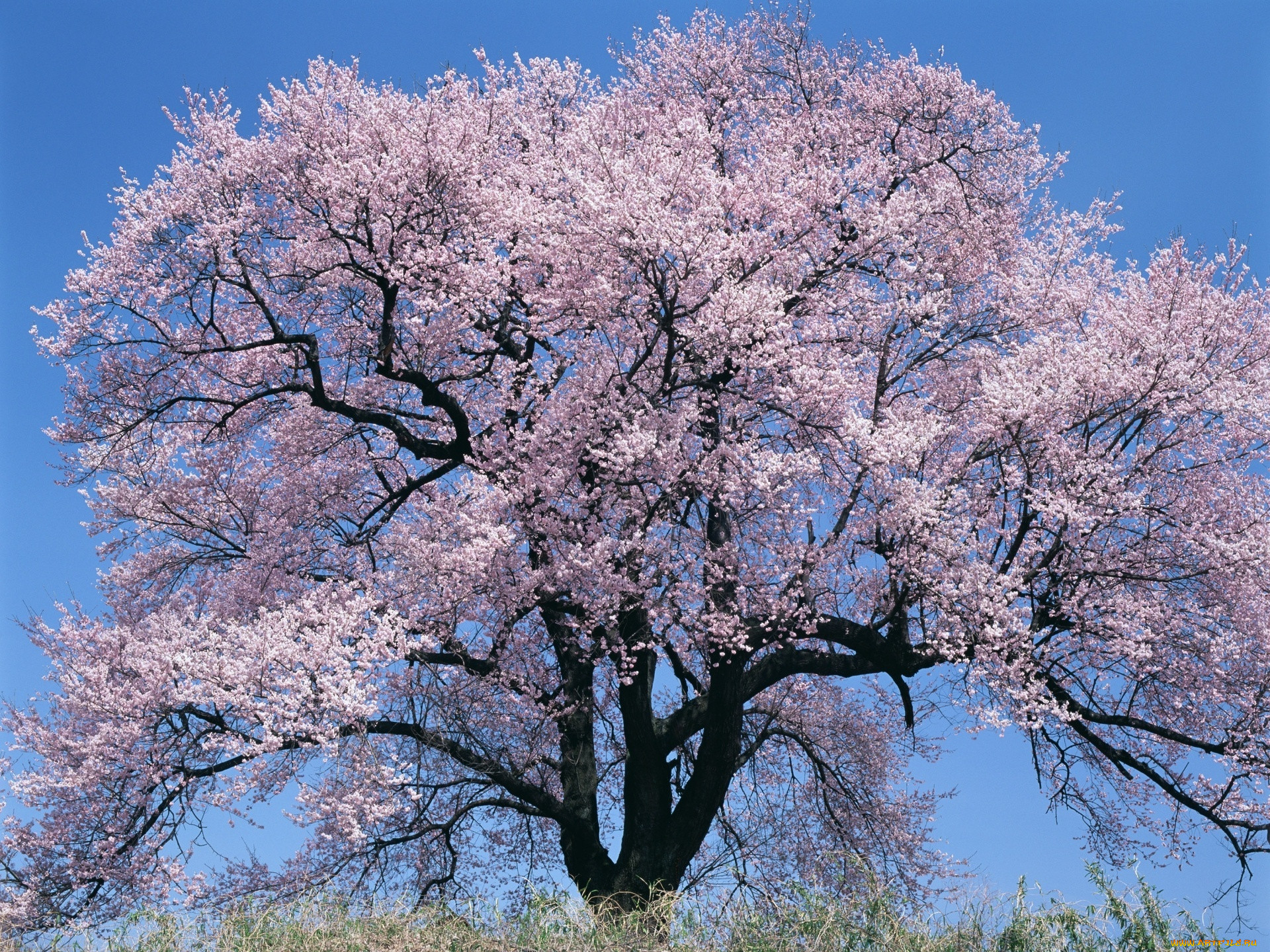 Сон красивые деревья. Сакура Канзан. Весеннее дерево. Цветущее дерево. Деревья в цвету.